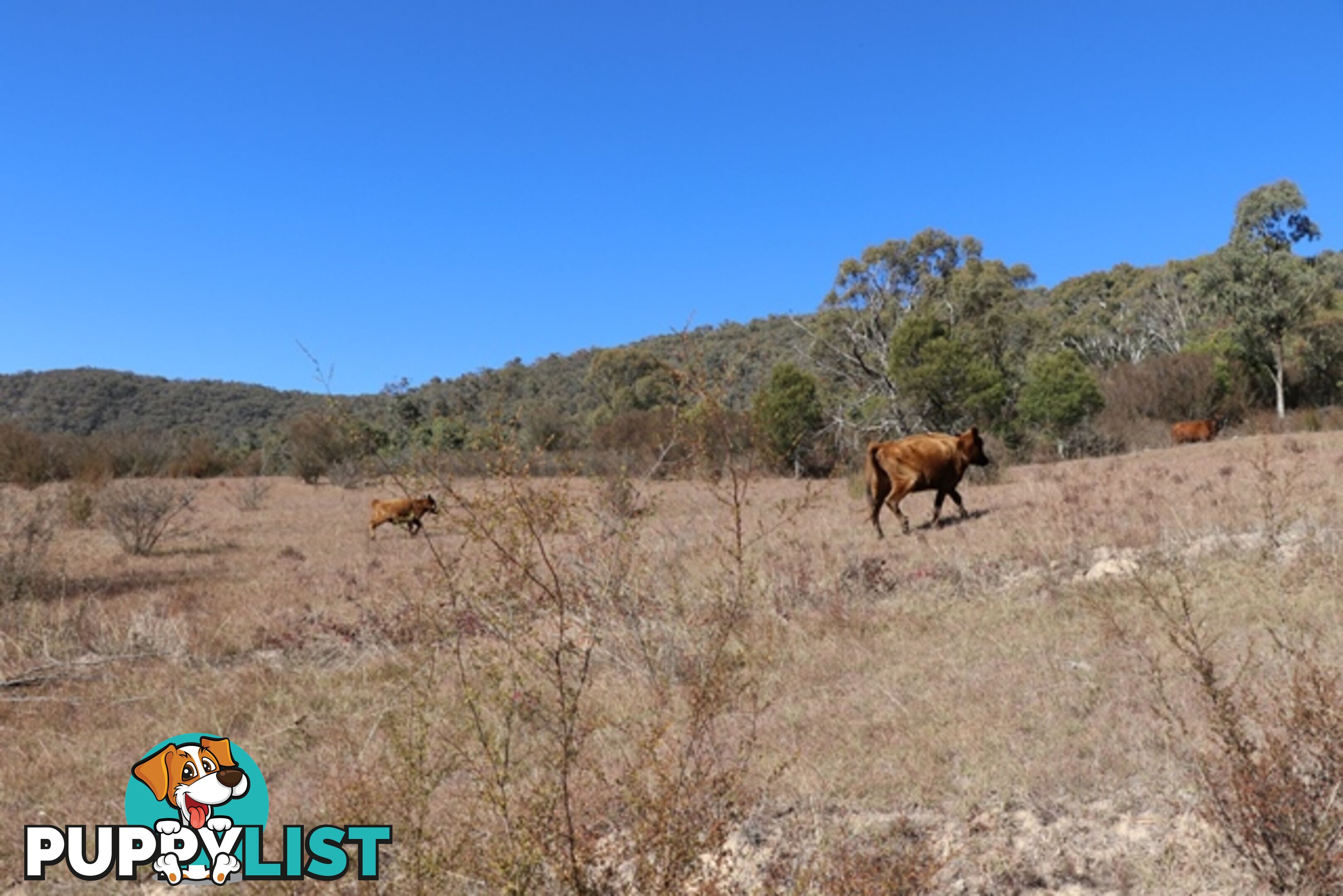 Lot 119 Nottingham Road WEE JASPER NSW 2582