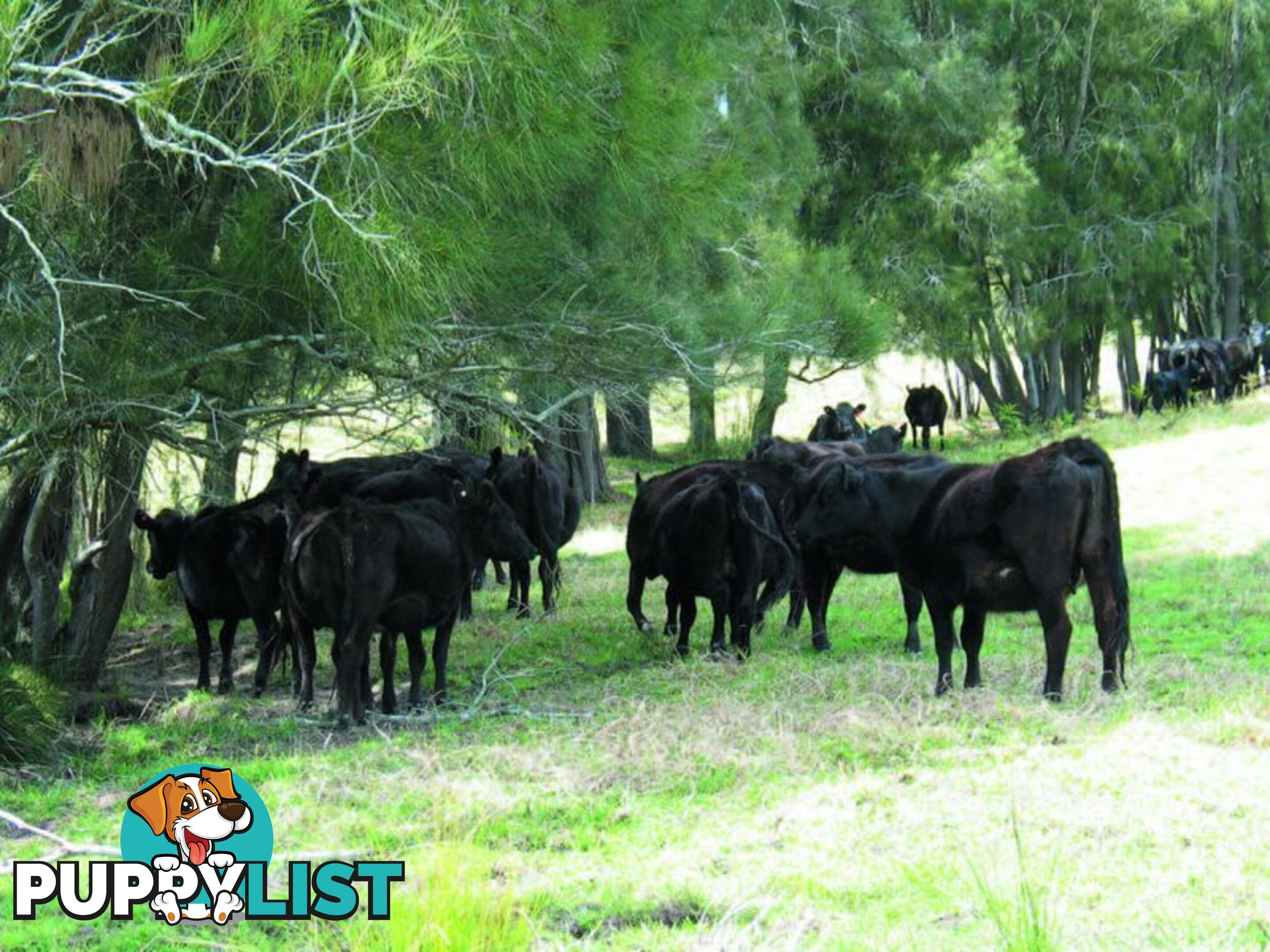 1 Gannons Point Road Long Paddock BODALLA NSW 2545