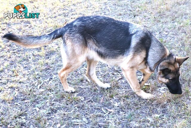 Pure breed German Shepherd puppies