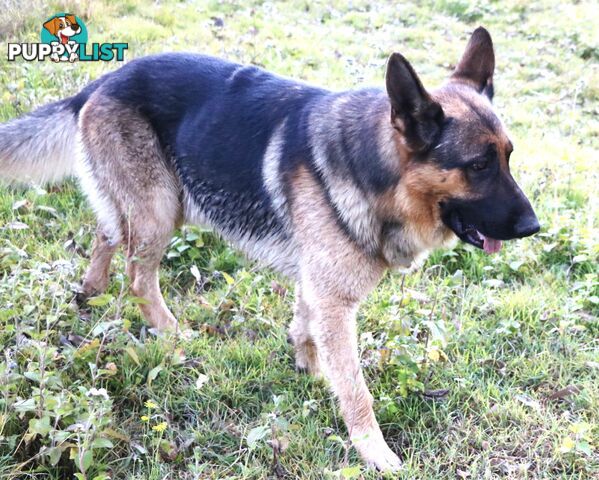 Pure breed German Shepherd puppies