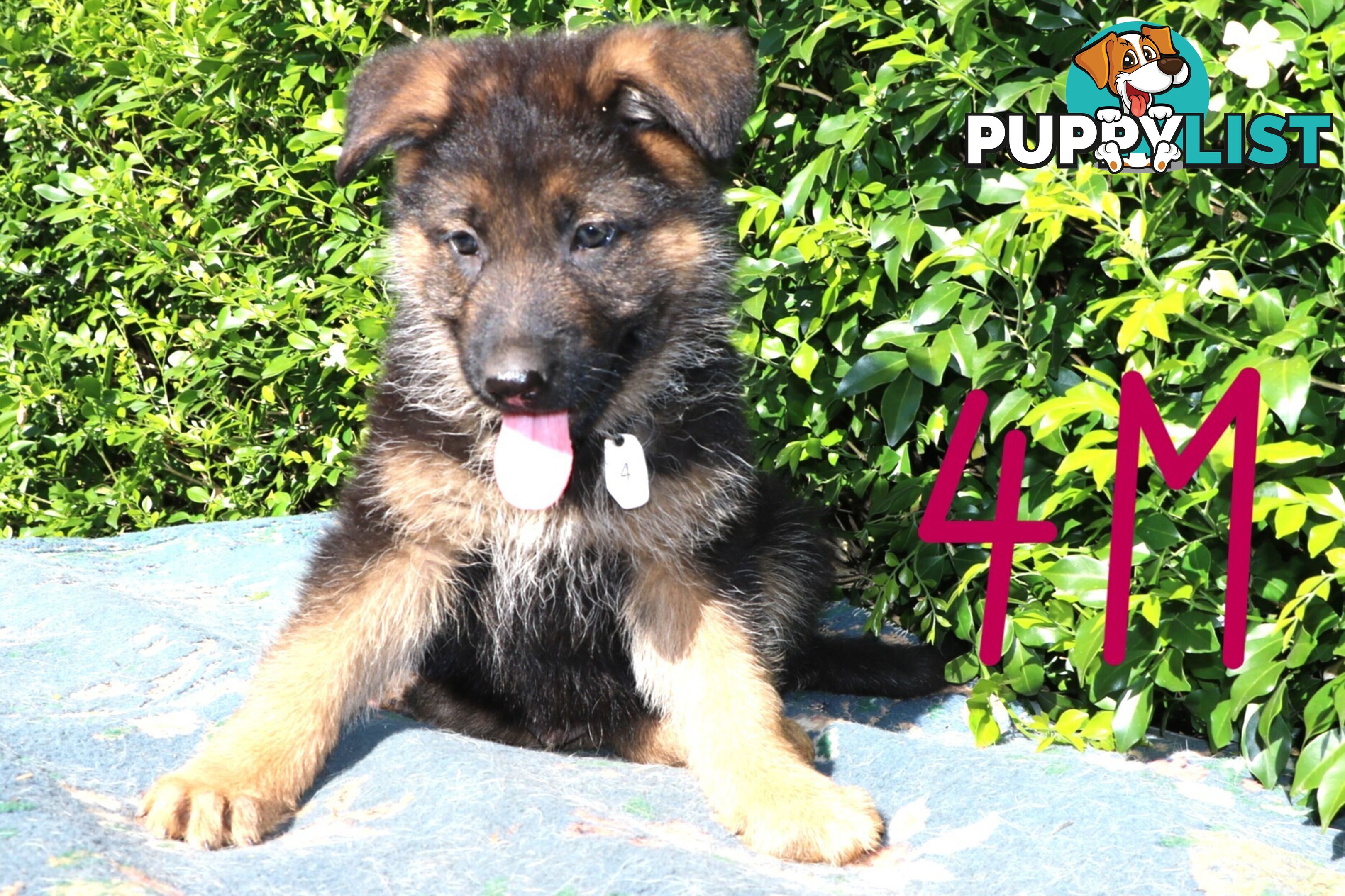 Pure breed German Shepherd puppies