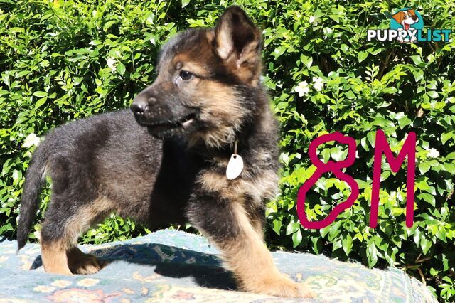 Pure breed German Shepherd puppies