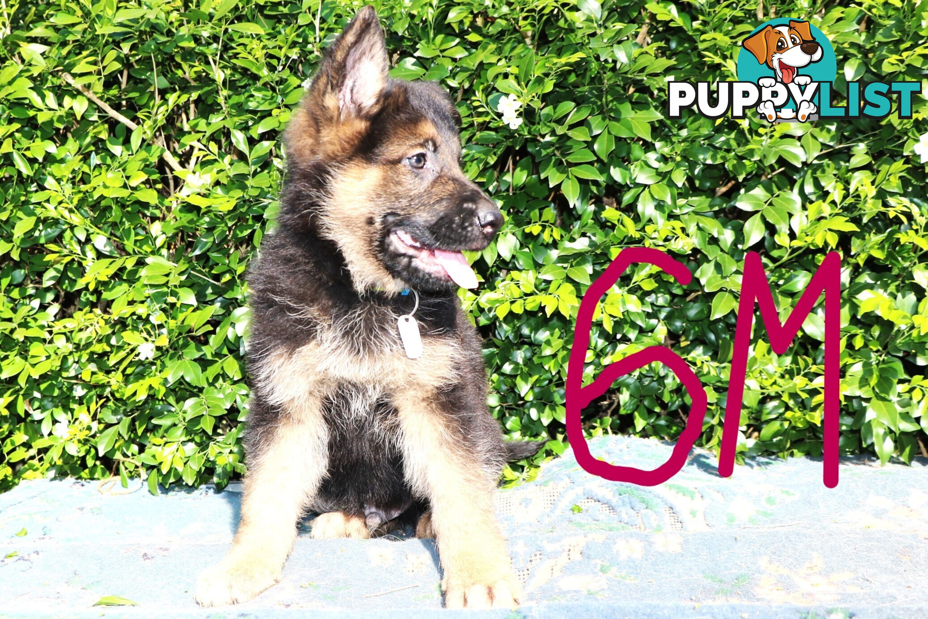 Pure breed German Shepherd puppies