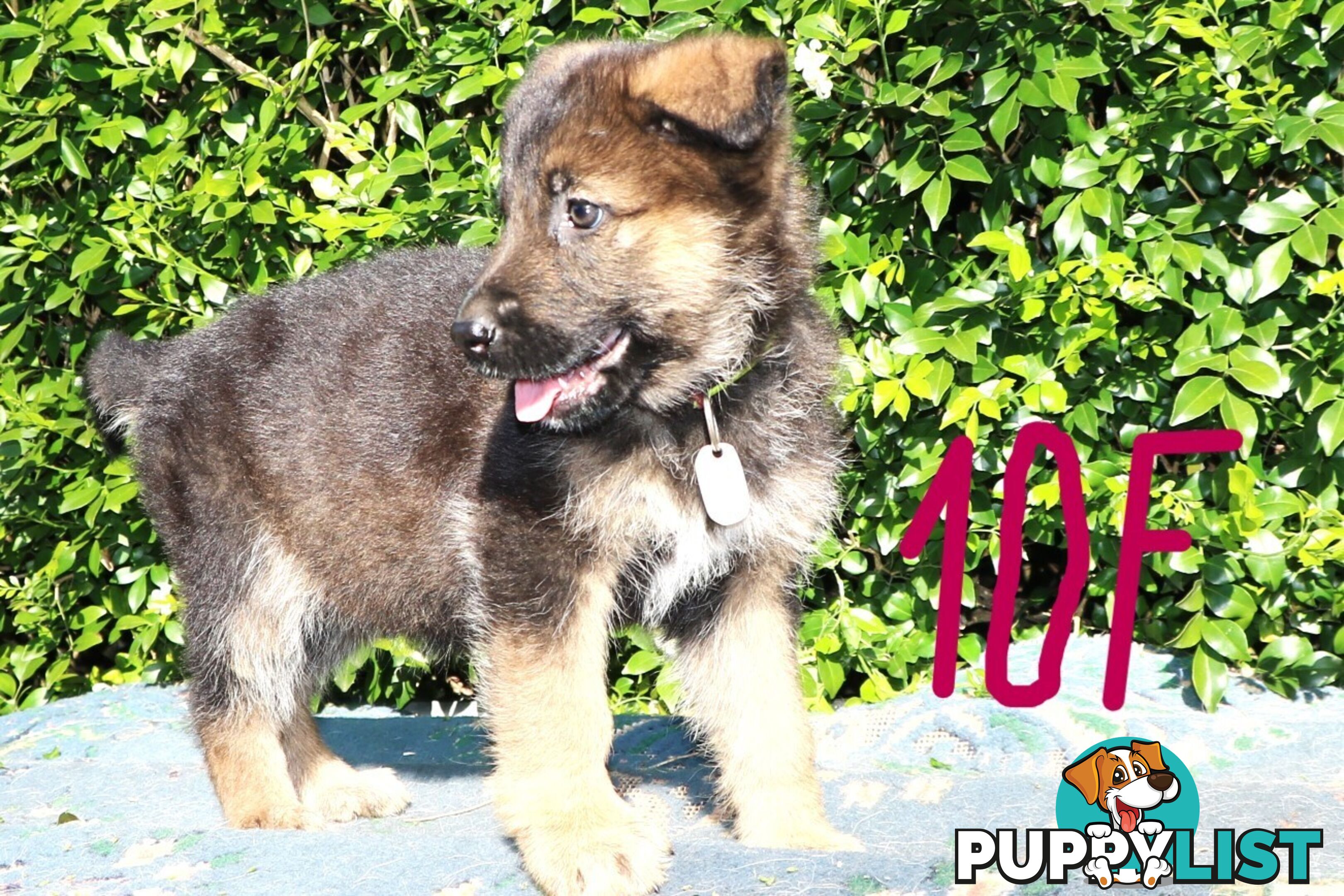 Pure breed German Shepherd puppies