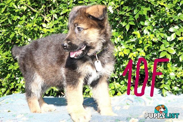 Pure breed German Shepherd puppies