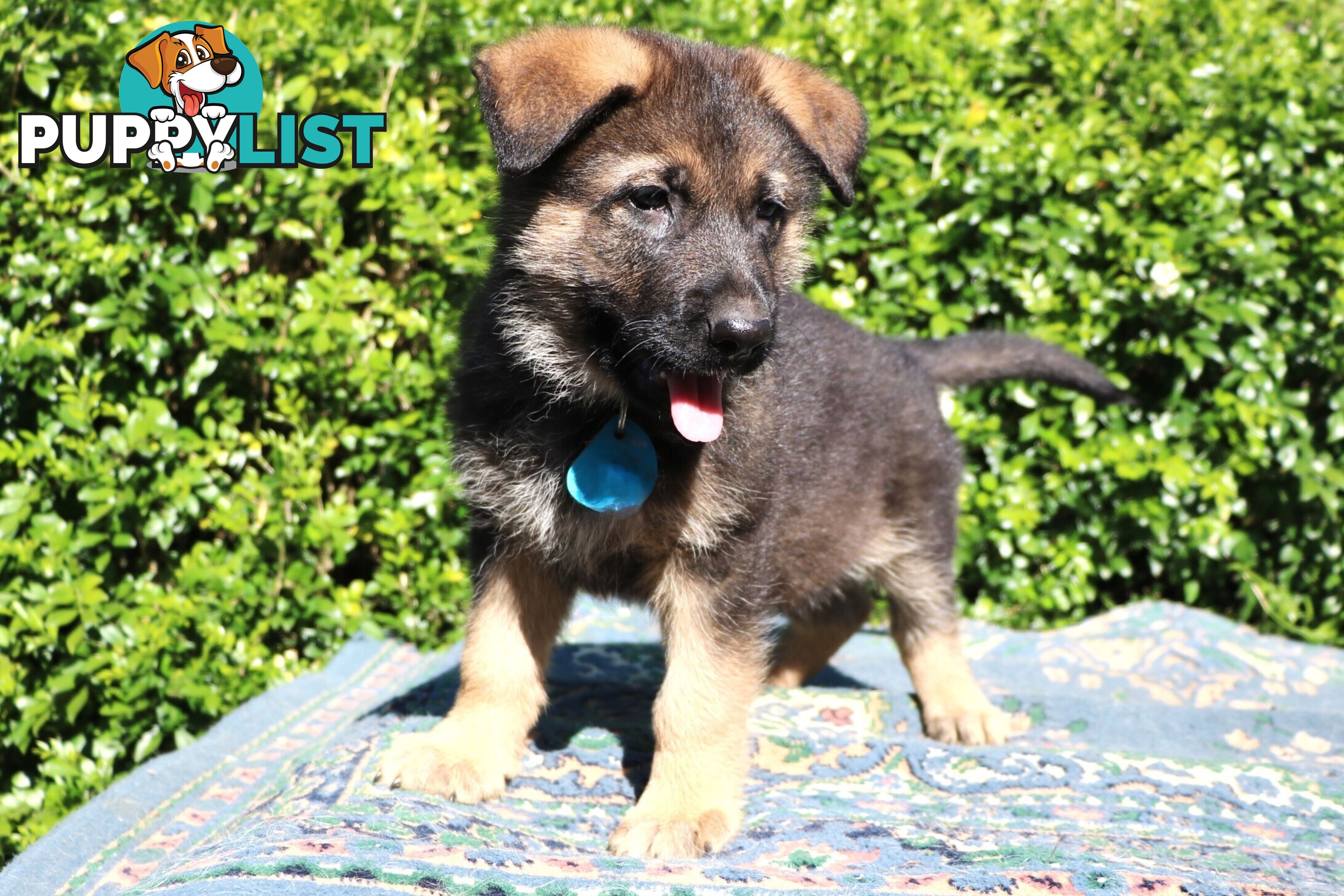 Pure breed German Shepherd puppies