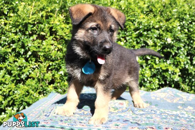 Pure breed German Shepherd puppies