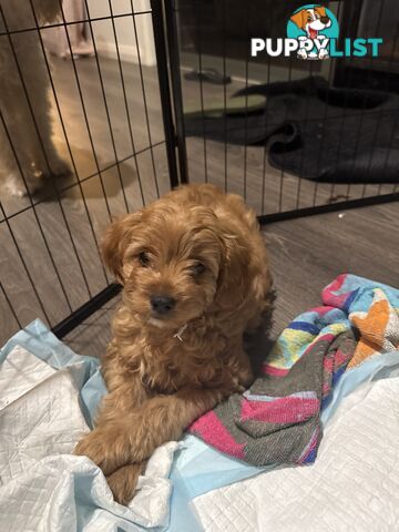 1st Generation Cavoodle puppies. 2 Females and 1 male