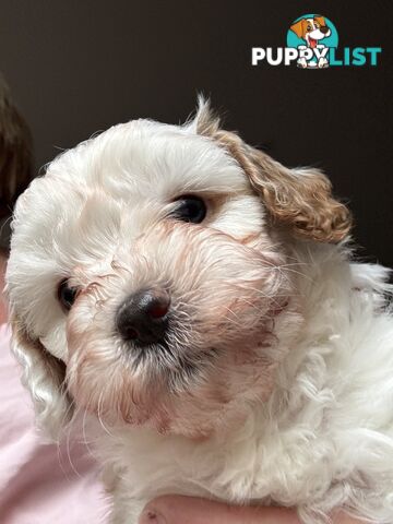 1st Generation Cavoodle puppies. 2 Females and 1 male