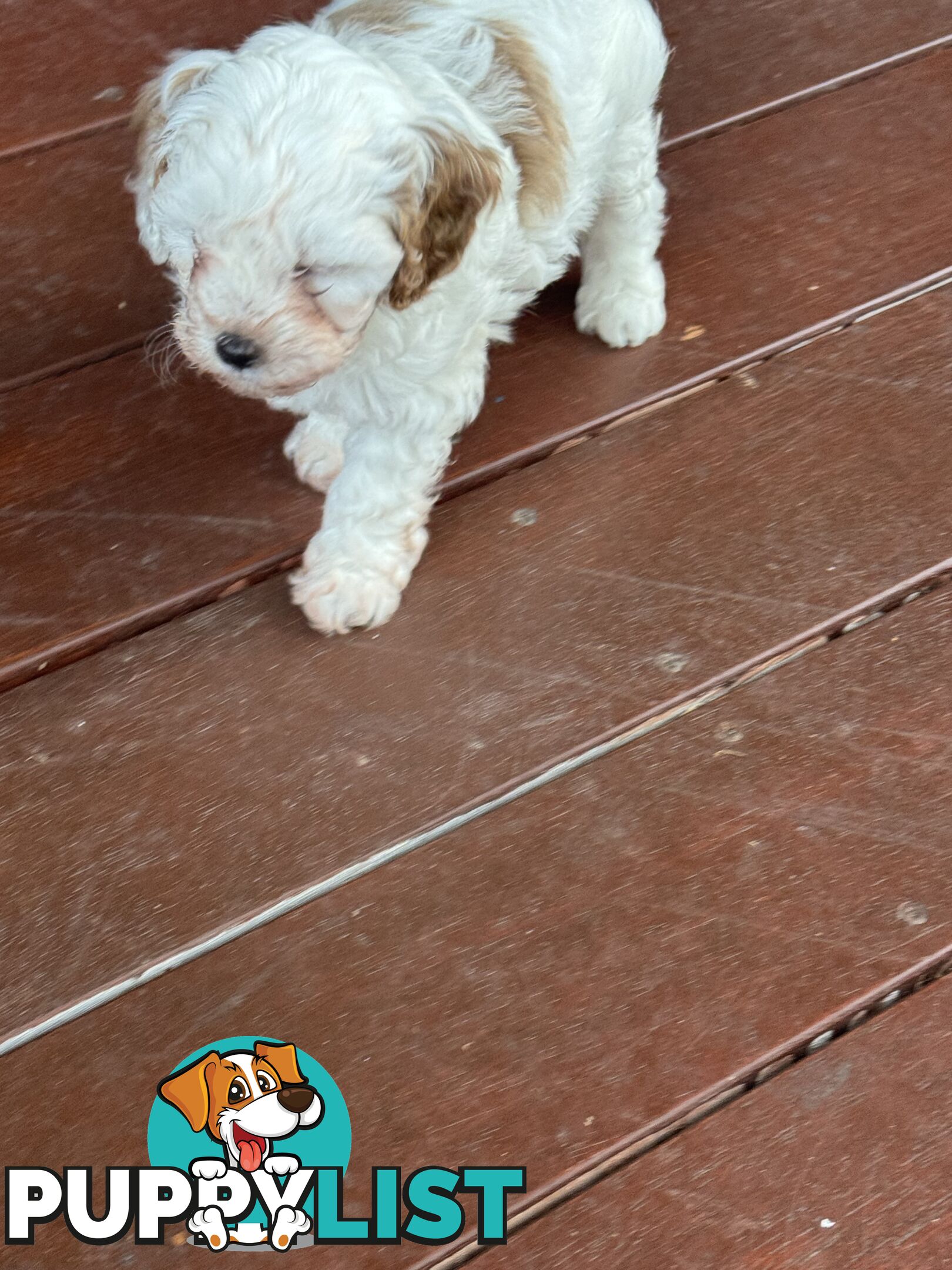 1st Generation Cavoodle puppies. 2 Females and 1 male