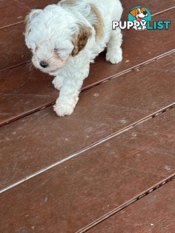 1st Generation Cavoodle puppies. 2 Females and 1 male