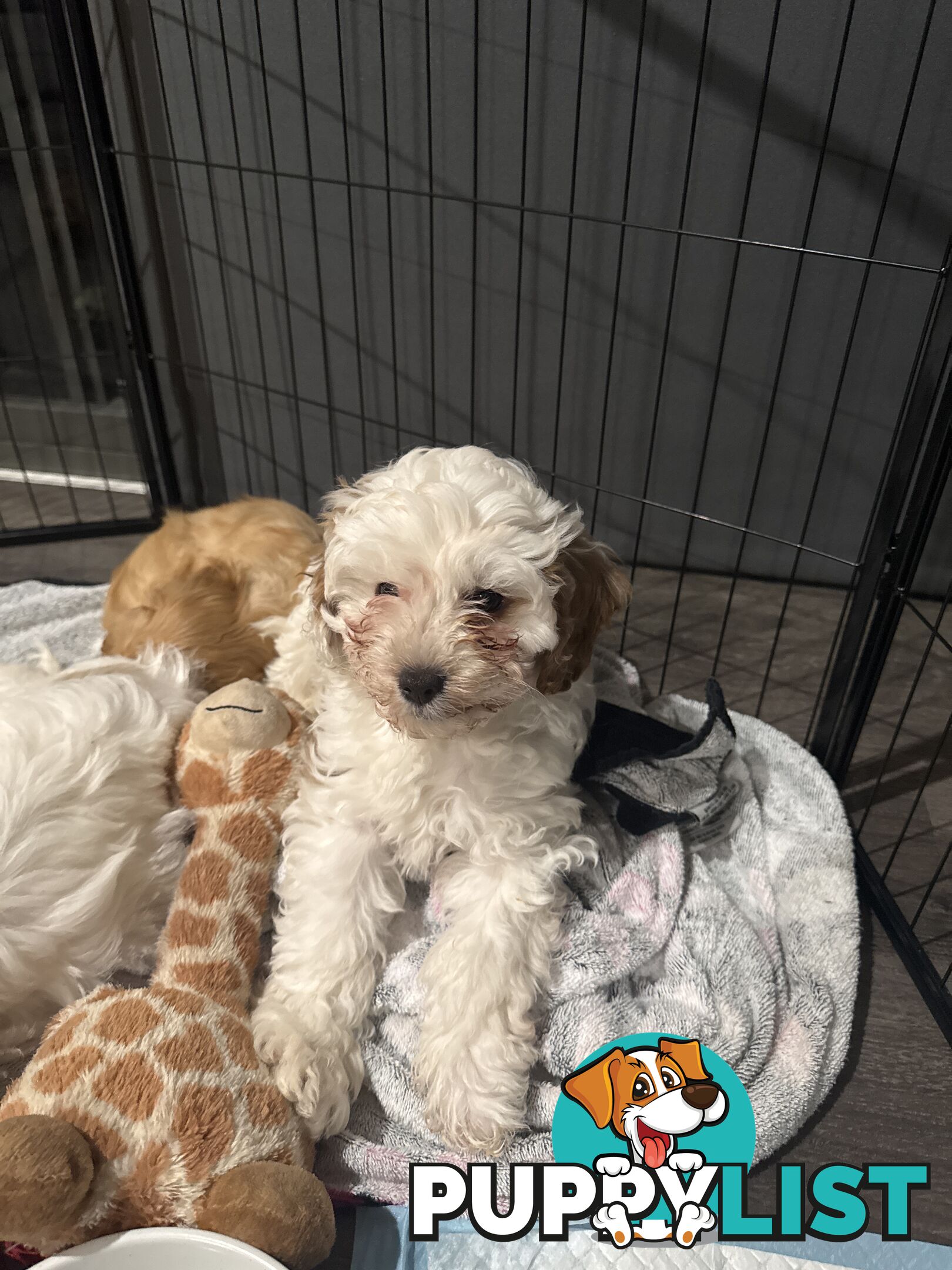 1st Generation Cavoodle puppies. 2 Females and 1 male