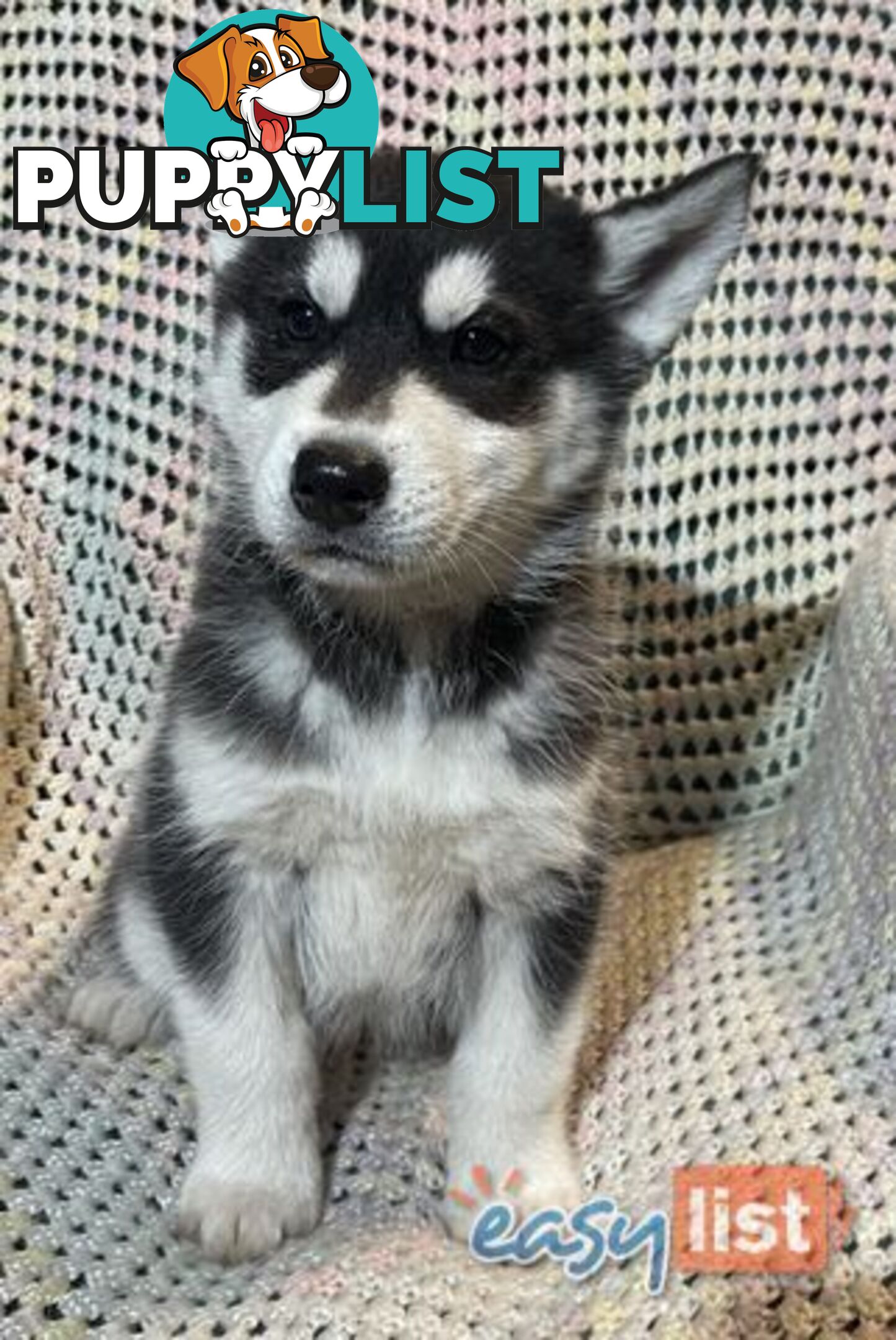 3x (1 Remaining) Male Siberian Husky Pups looking for their Furever Family