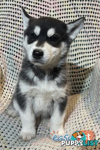 3x (1 Remaining) Male Siberian Husky Pups looking for their Furever Family