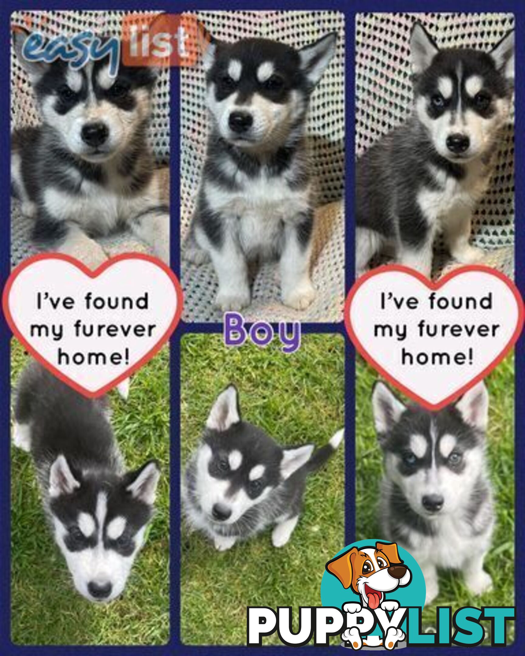 3x (1 Remaining) Male Siberian Husky Pups looking for their Furever Family