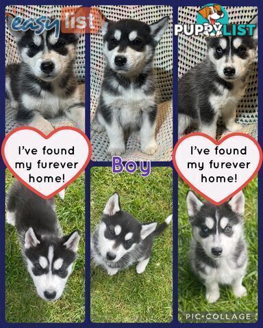 3x (1 Remaining) Male Siberian Husky Pups looking for their Furever Family