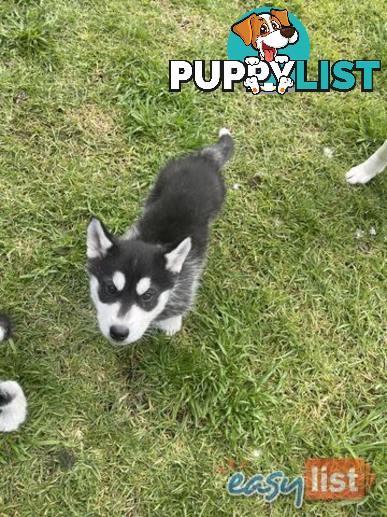 3x (1 Remaining) Male Siberian Husky Pups looking for their Furever Family