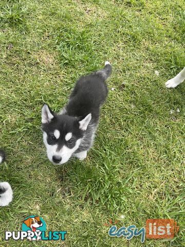 3x (1 Remaining) Male Siberian Husky Pups looking for their Furever Family