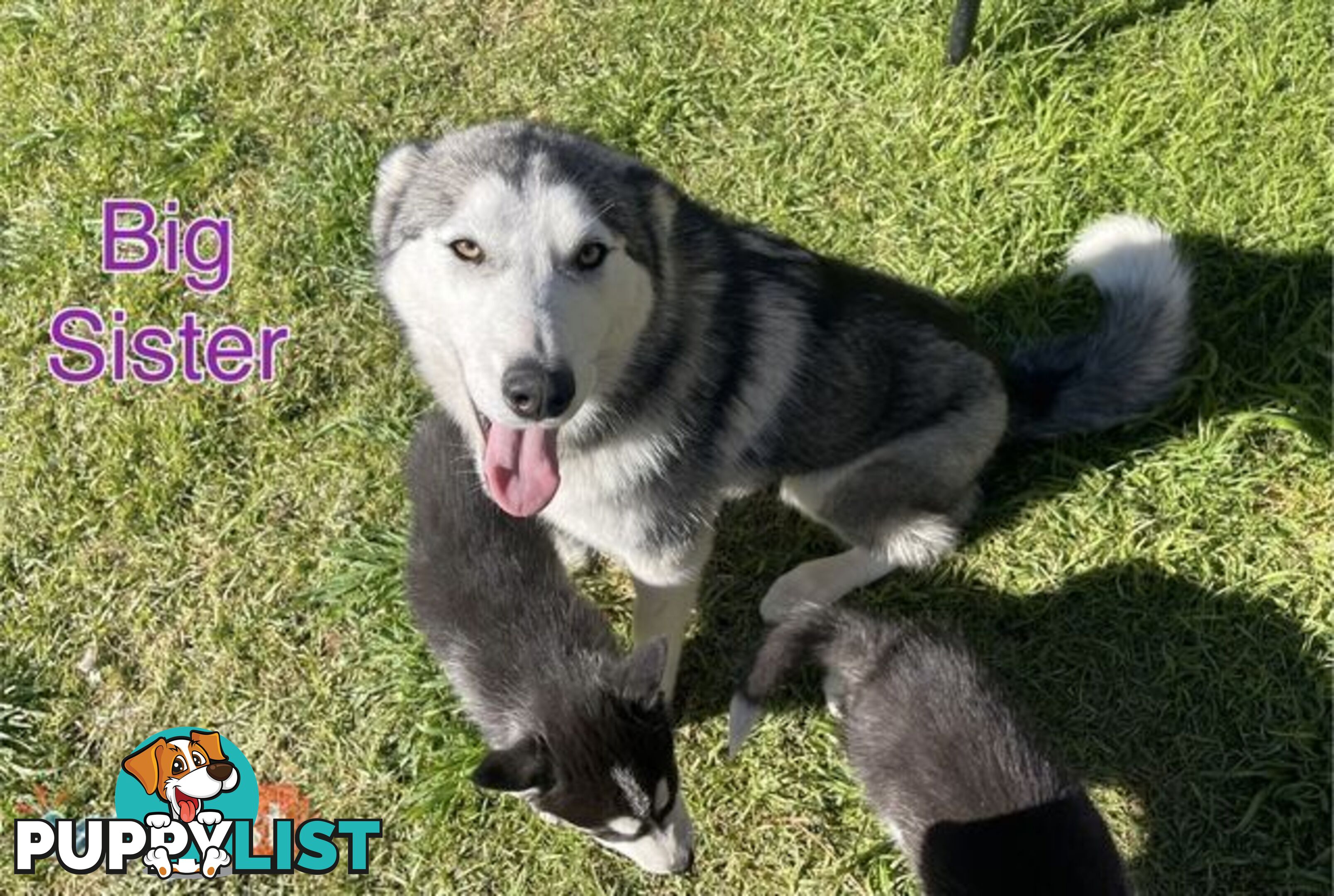 3x (1 Remaining) Male Siberian Husky Pups looking for their Furever Family