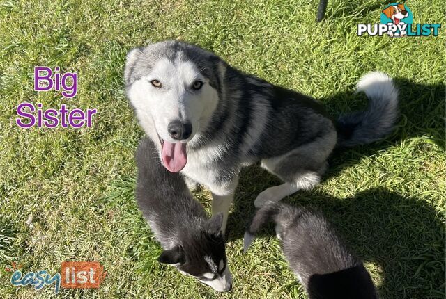 3x (1 Remaining) Male Siberian Husky Pups looking for their Furever Family