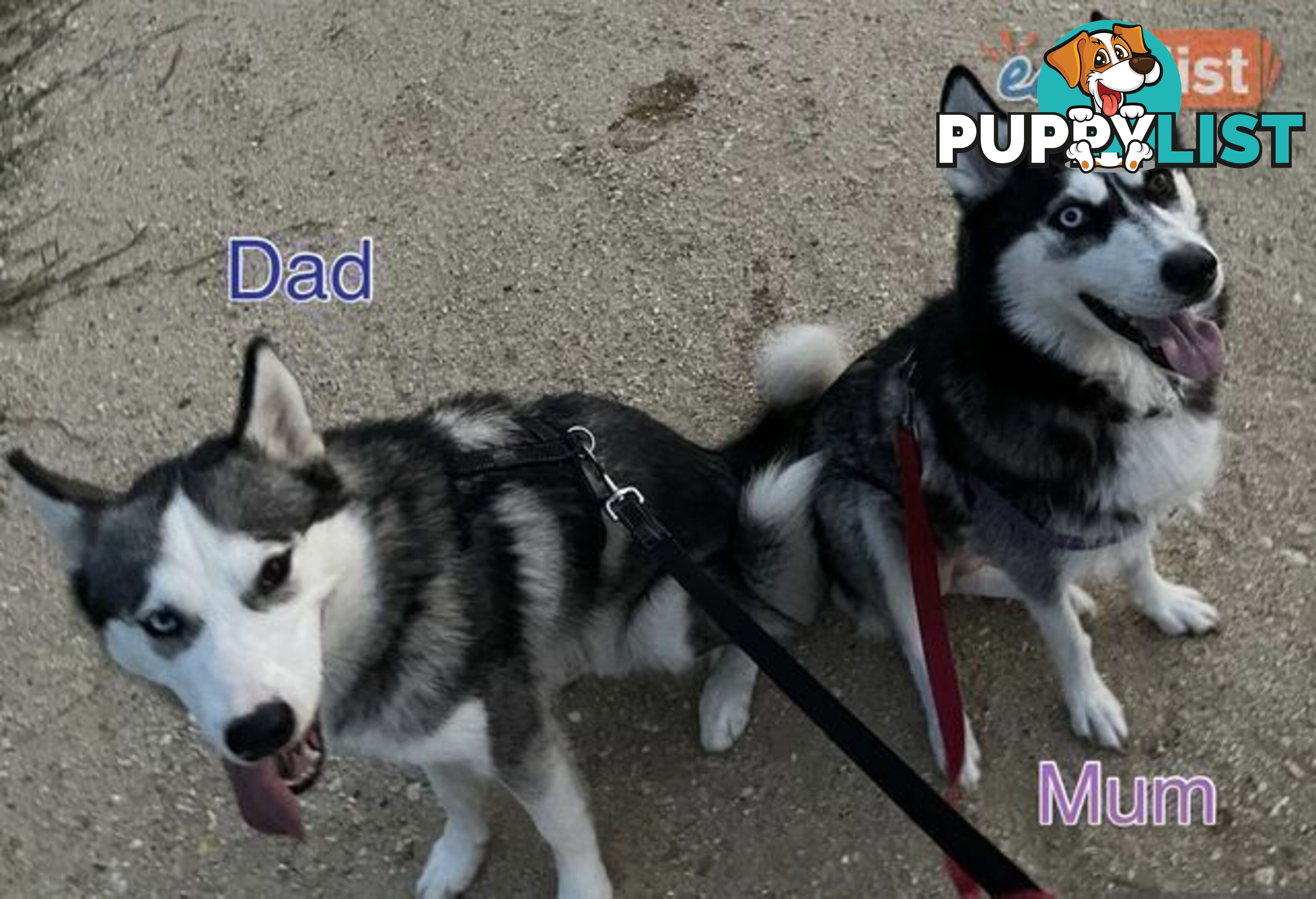 3x (1 Remaining) Male Siberian Husky Pups looking for their Furever Family