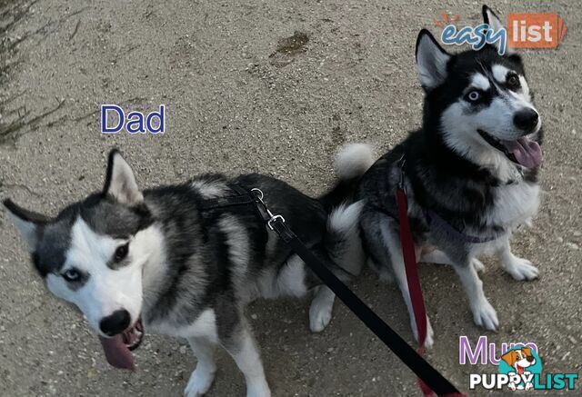 3x (1 Remaining) Male Siberian Husky Pups looking for their Furever Family