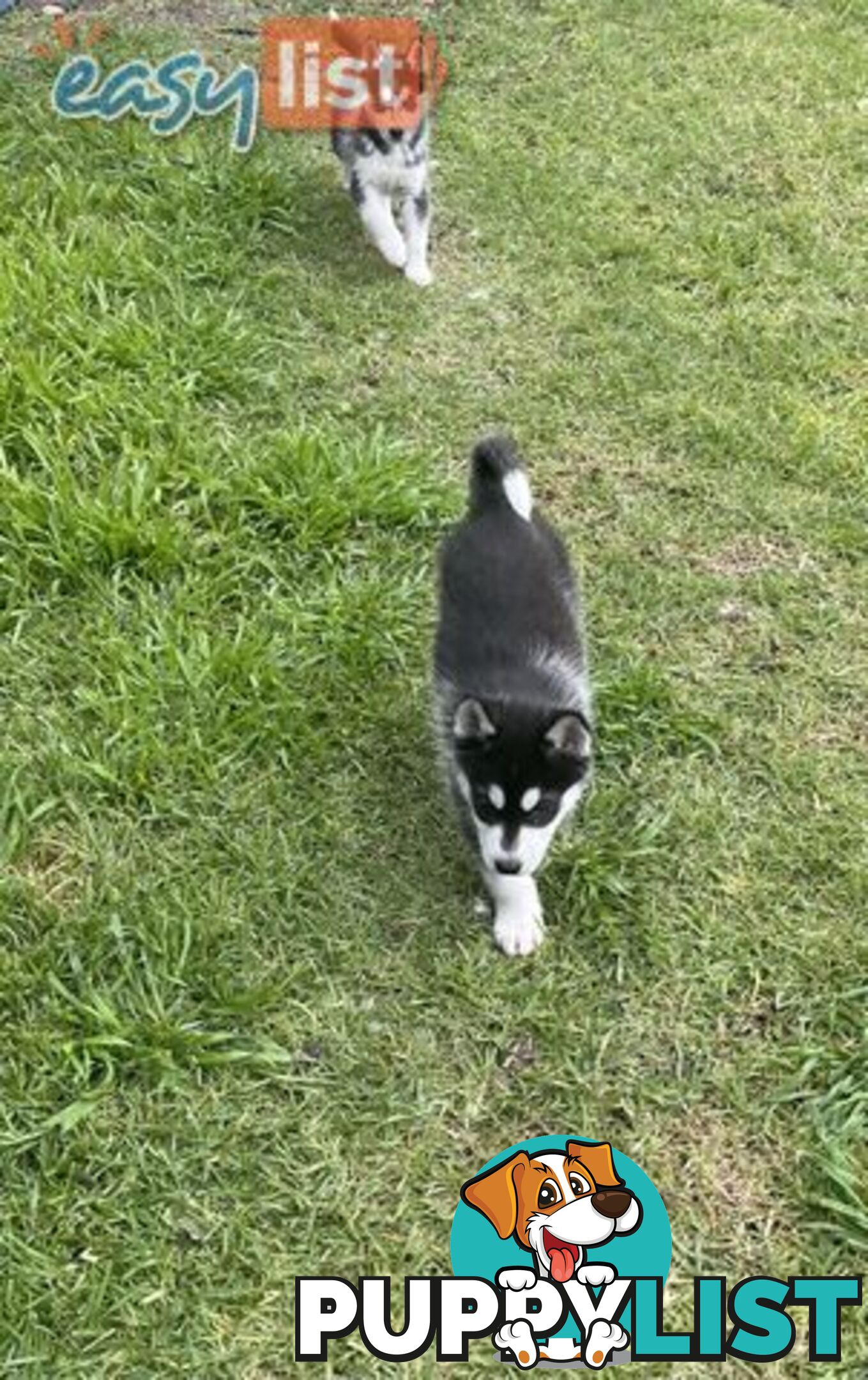 3x (1 Remaining) Male Siberian Husky Pups looking for their Furever Family