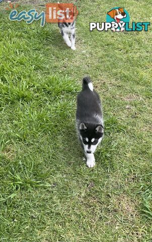 3x (1 Remaining) Male Siberian Husky Pups looking for their Furever Family