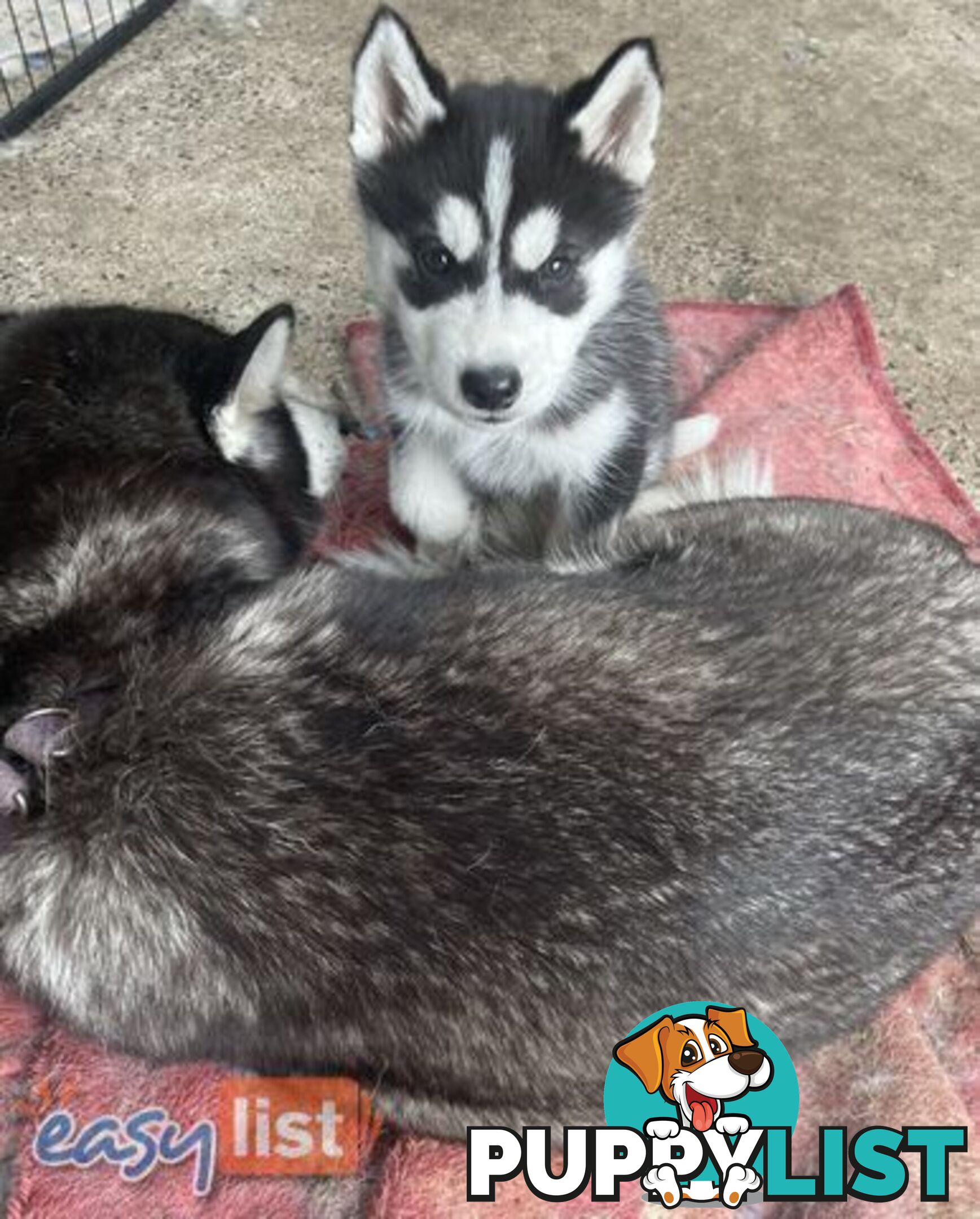 3x (1 Remaining) Male Siberian Husky Pups looking for their Furever Family