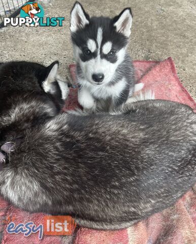 3x (1 Remaining) Male Siberian Husky Pups looking for their Furever Family