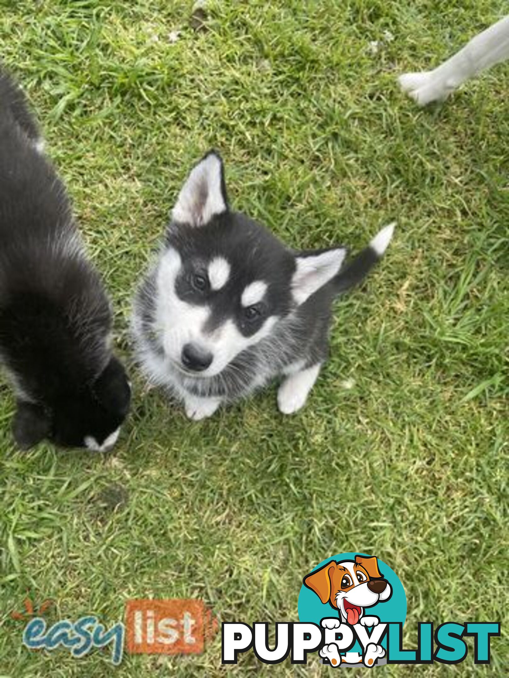 3x (1 Remaining) Male Siberian Husky Pups looking for their Furever Family