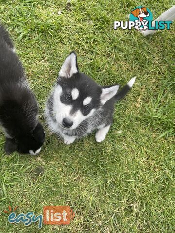 3x (1 Remaining) Male Siberian Husky Pups looking for their Furever Family