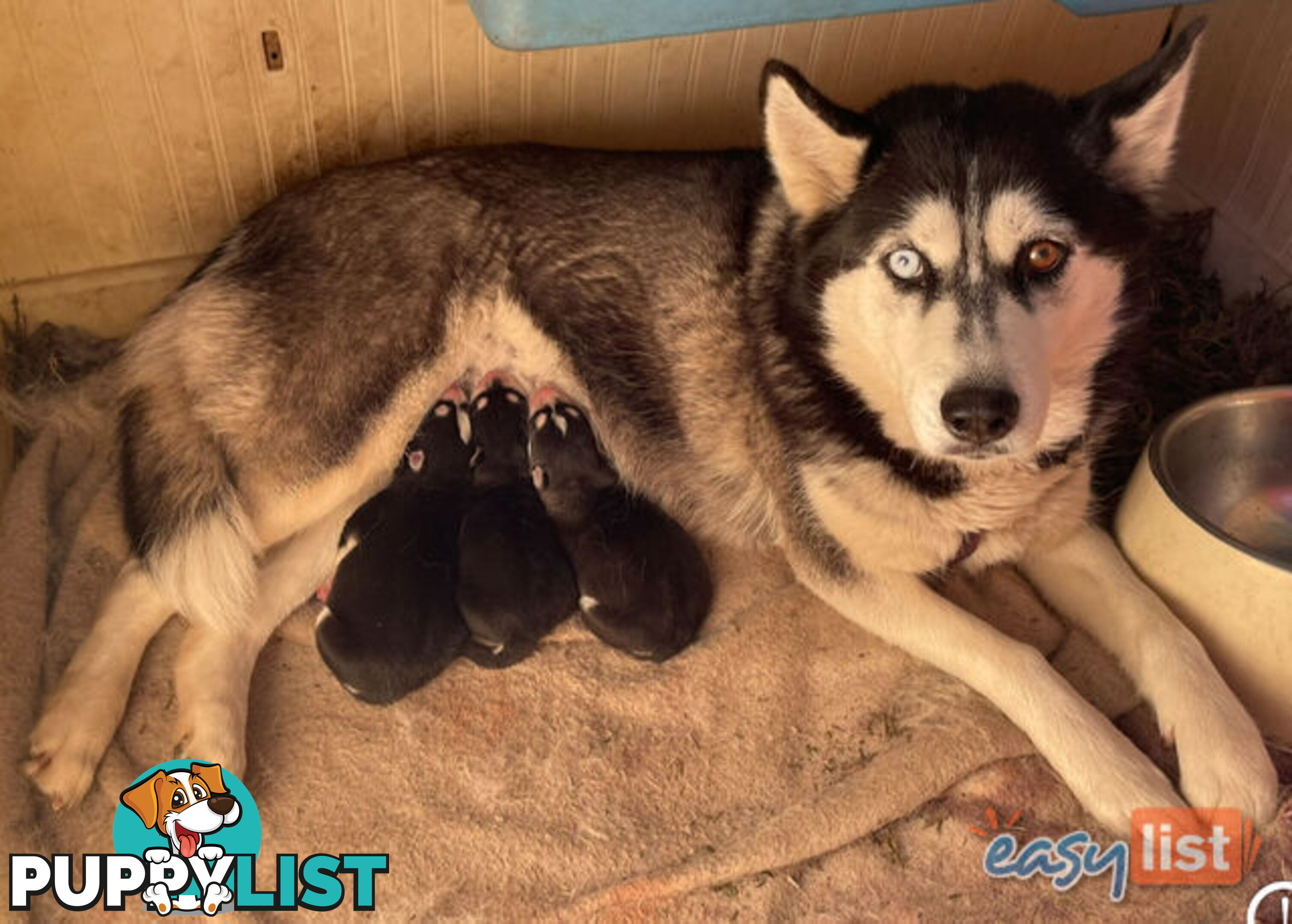 3x (1 Remaining) Male Siberian Husky Pups looking for their Furever Family