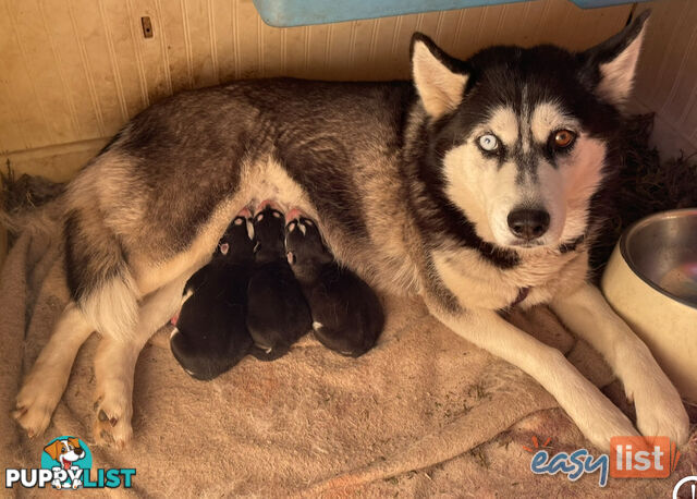 3x (1 Remaining) Male Siberian Husky Pups looking for their Furever Family