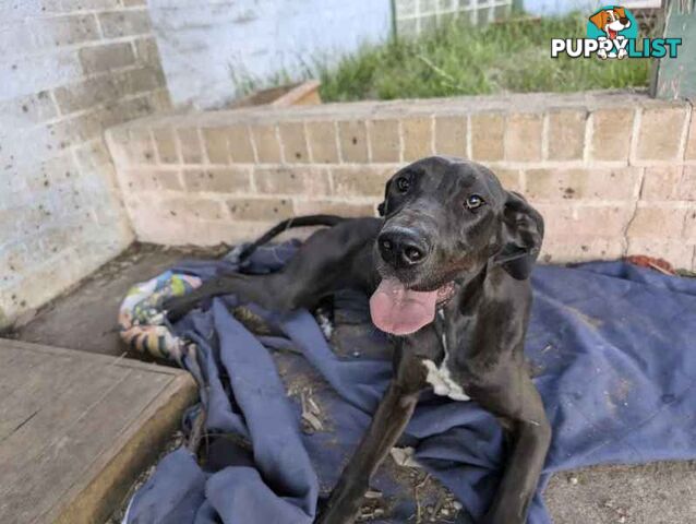 Purebred female great dane puppy