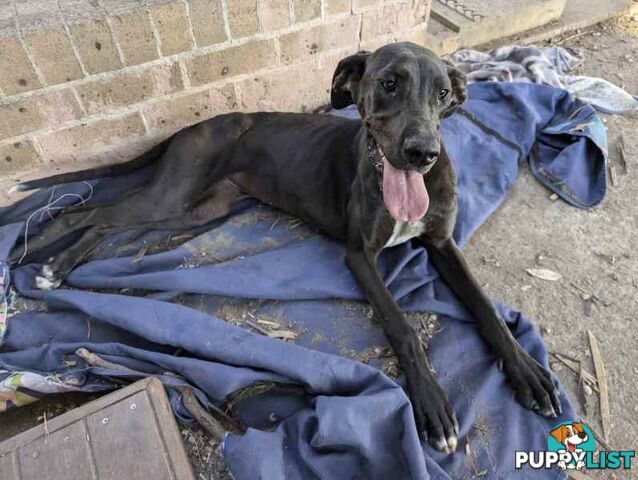 Purebred female great dane puppy