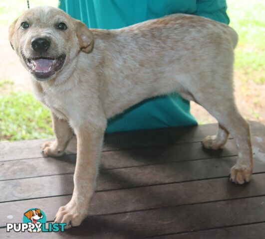 RED AUSTRALIAN STUMPY TAIL CATTLE PUPS