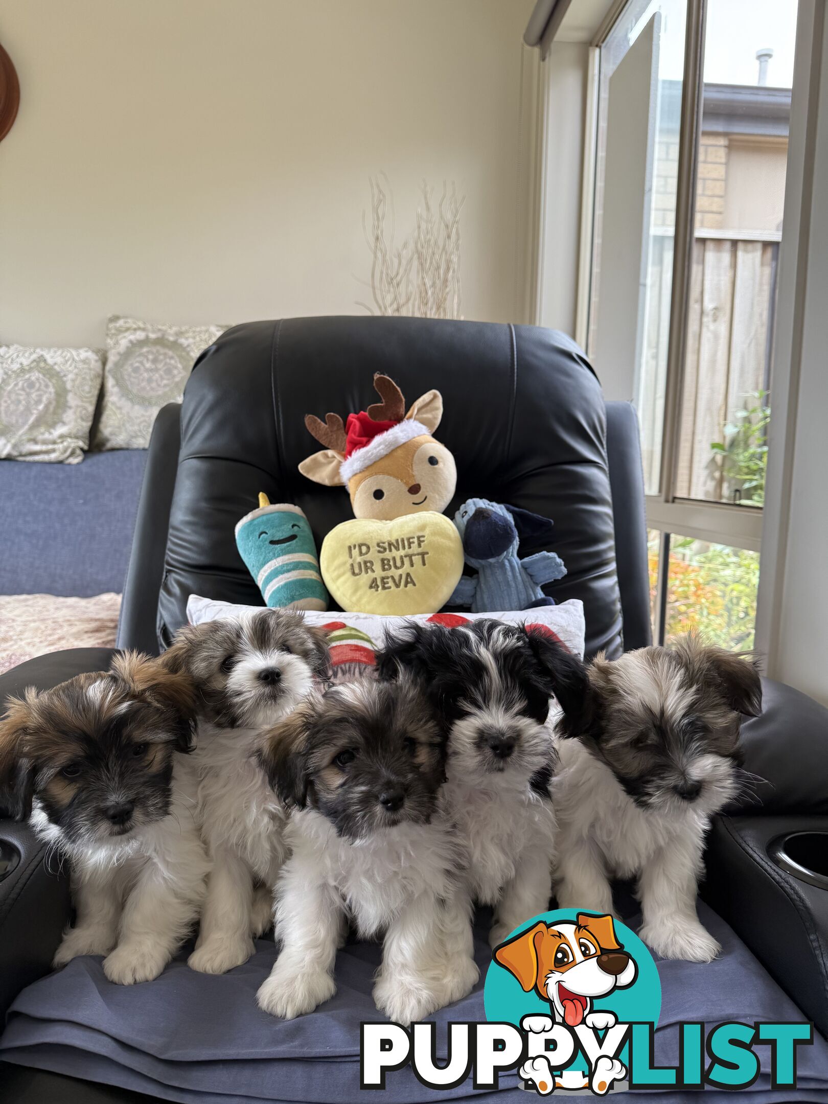 Maltese x Shih Tzu Puppies