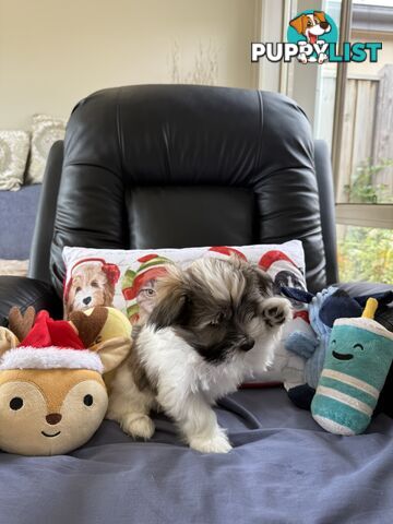 Maltese x Shih Tzu Puppies