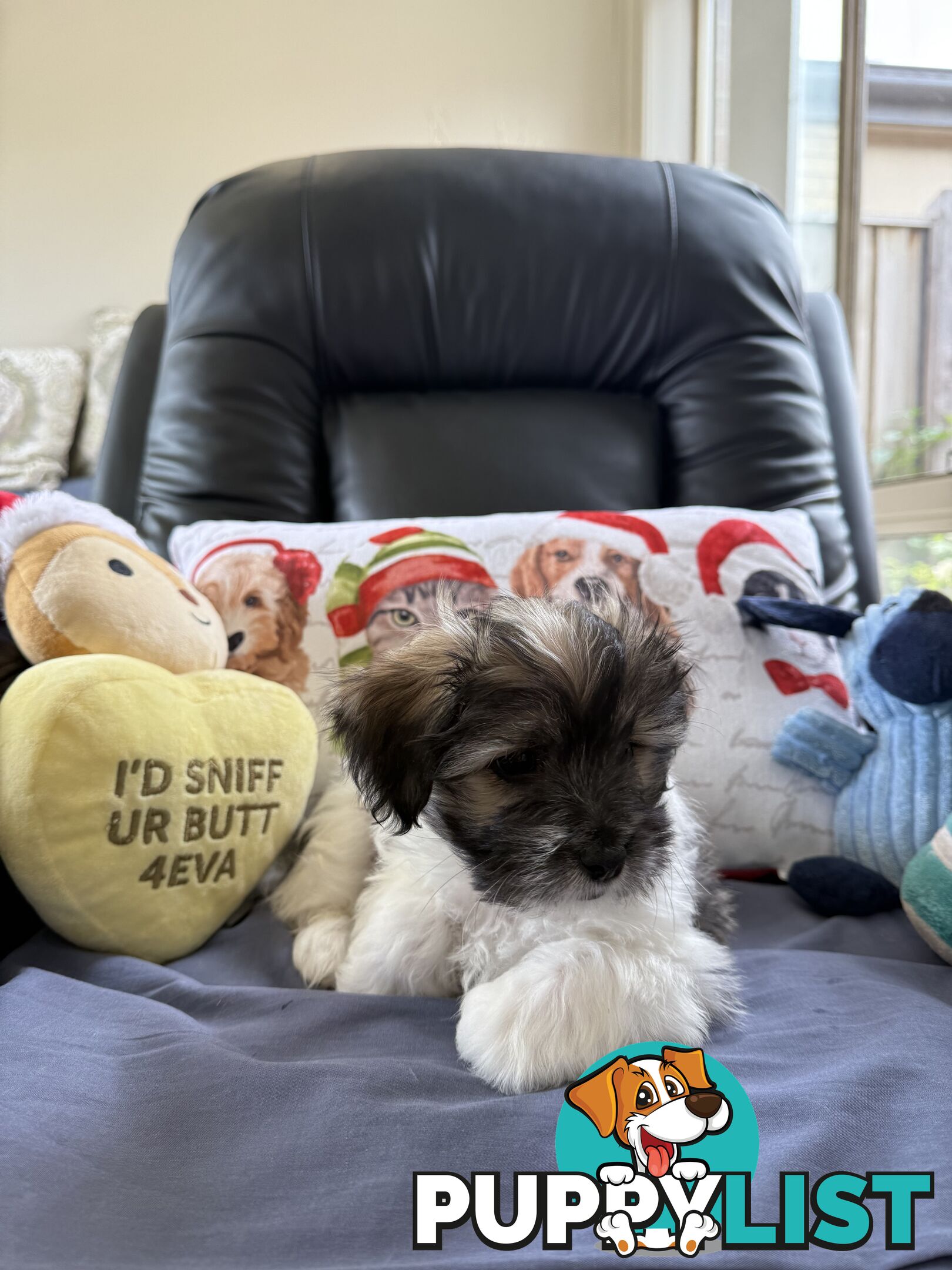 Maltese x Shih Tzu Puppies