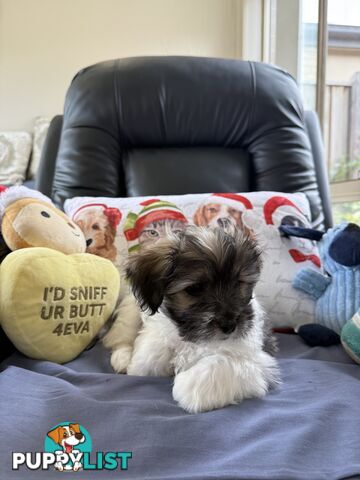 Maltese x Shih Tzu Puppies