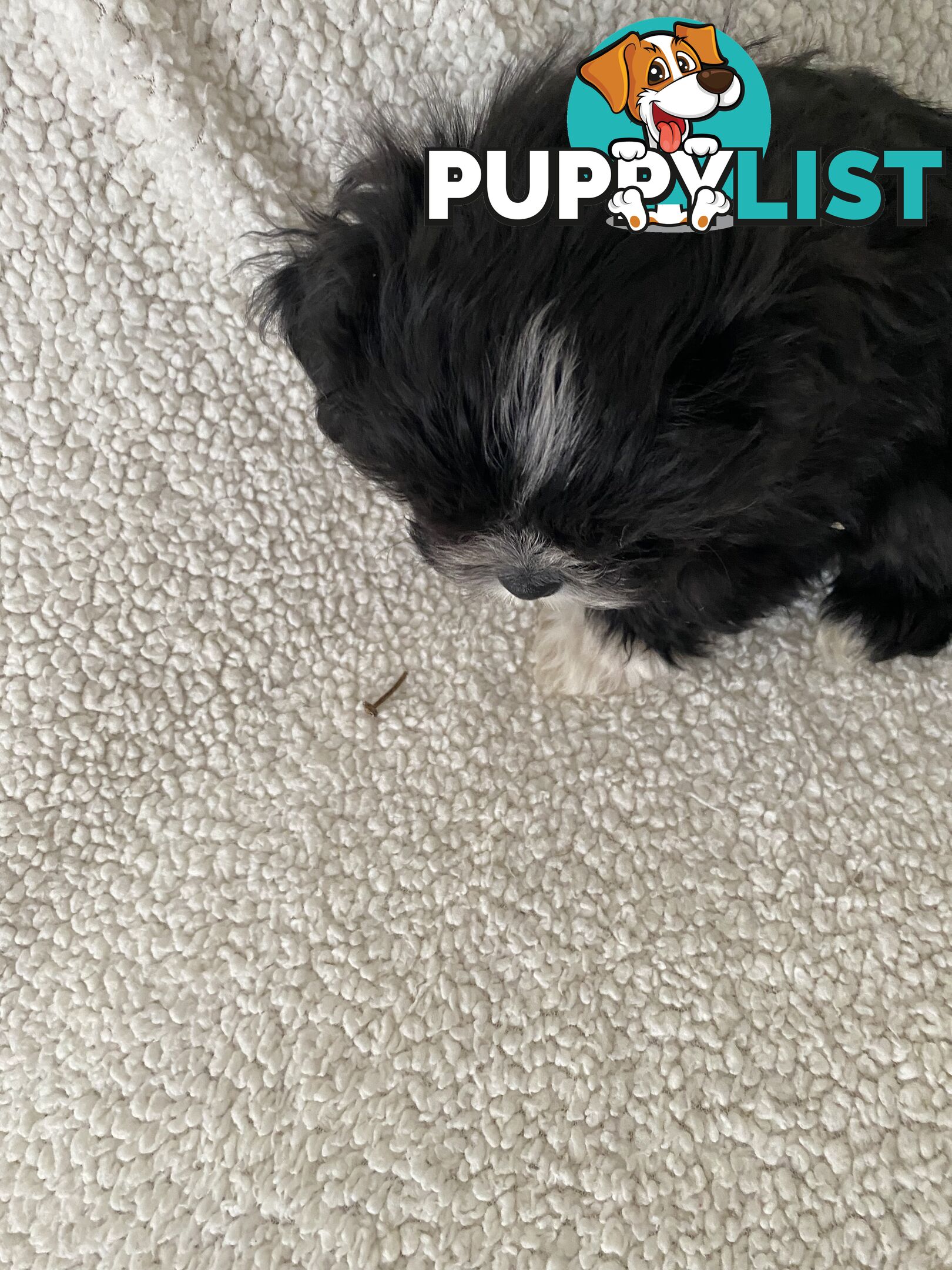 Maltese Shihtzu