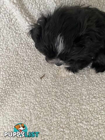 Maltese Shihtzu