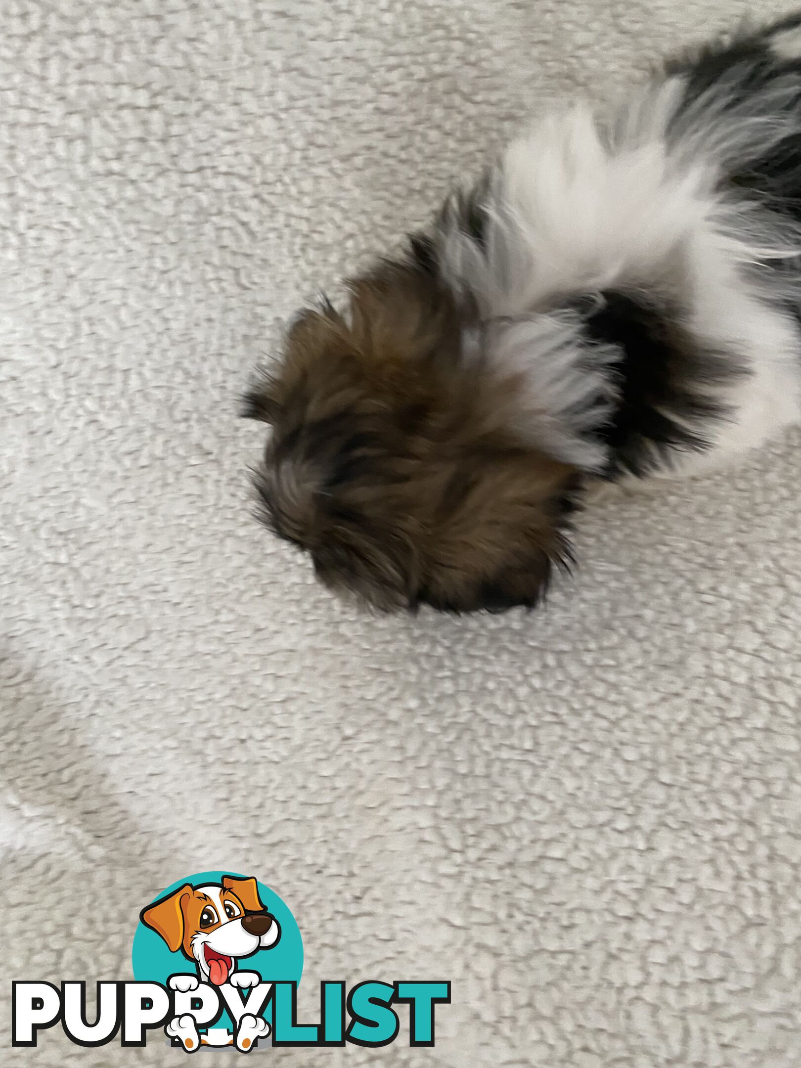 Maltese Shihtzu