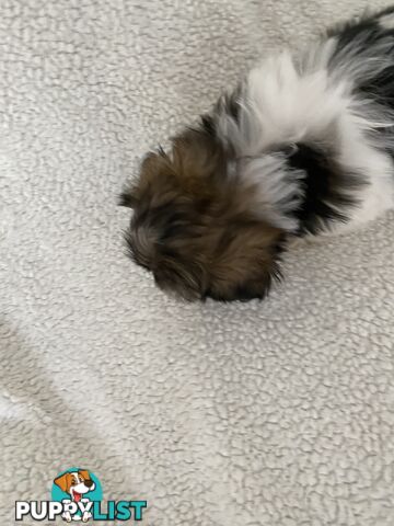 Maltese Shihtzu