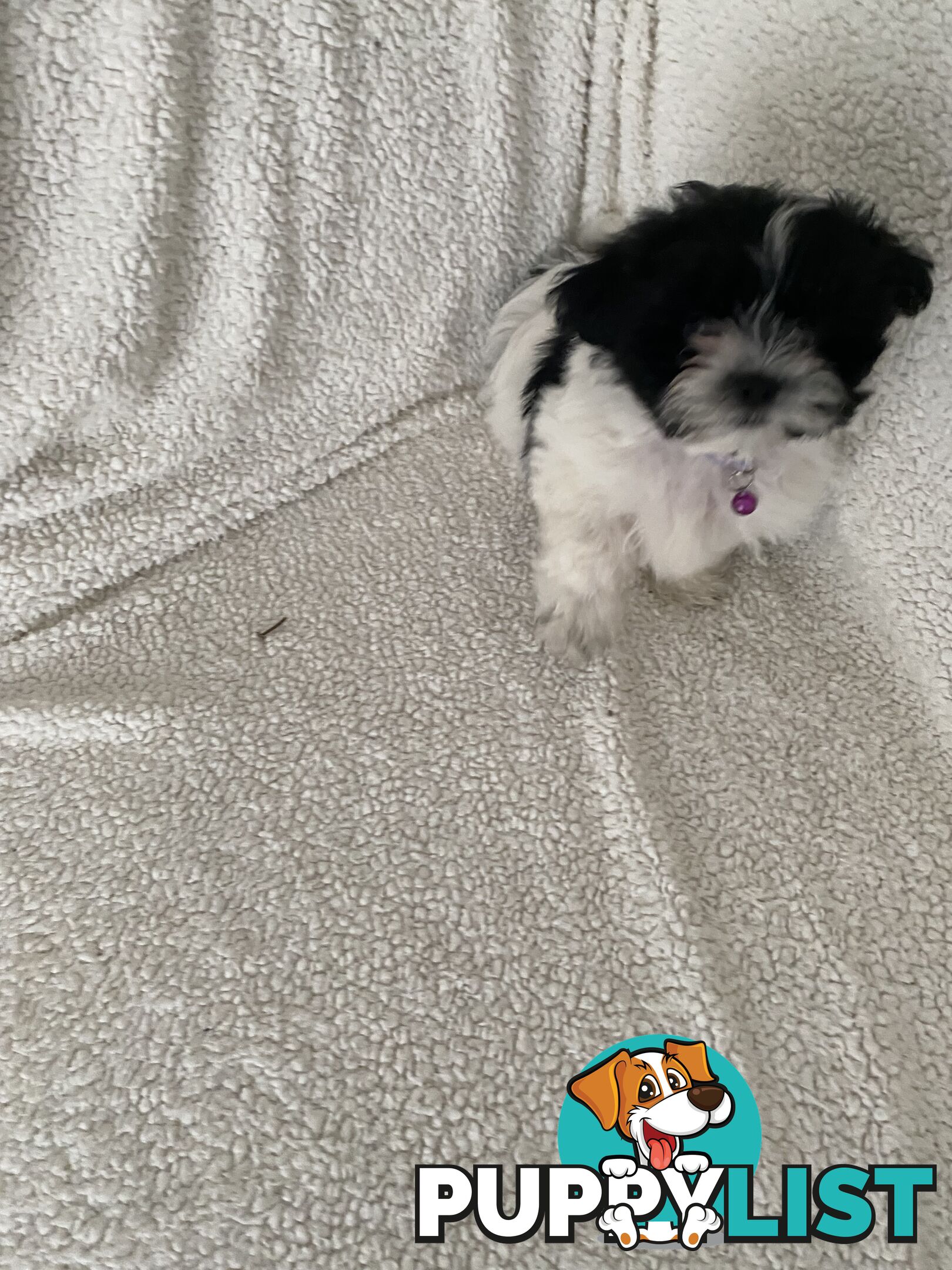 Maltese Shihtzu
