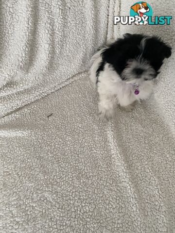 Maltese Shihtzu