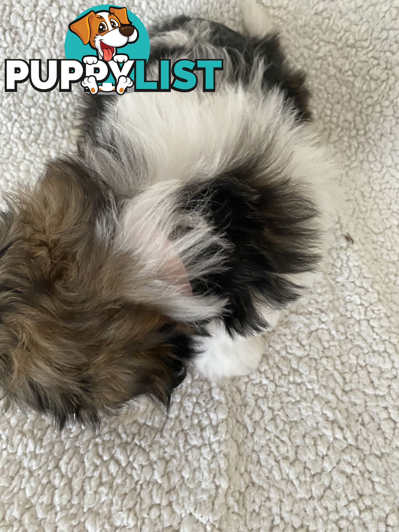 Maltese Shihtzu