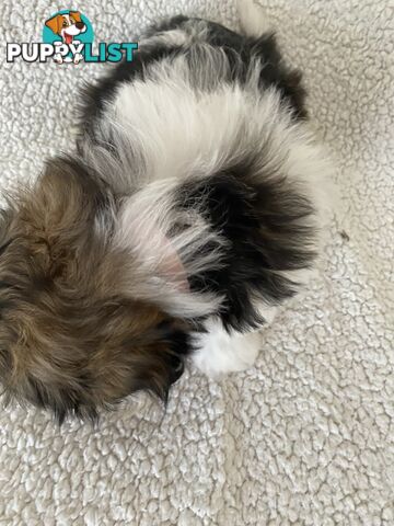Maltese Shihtzu
