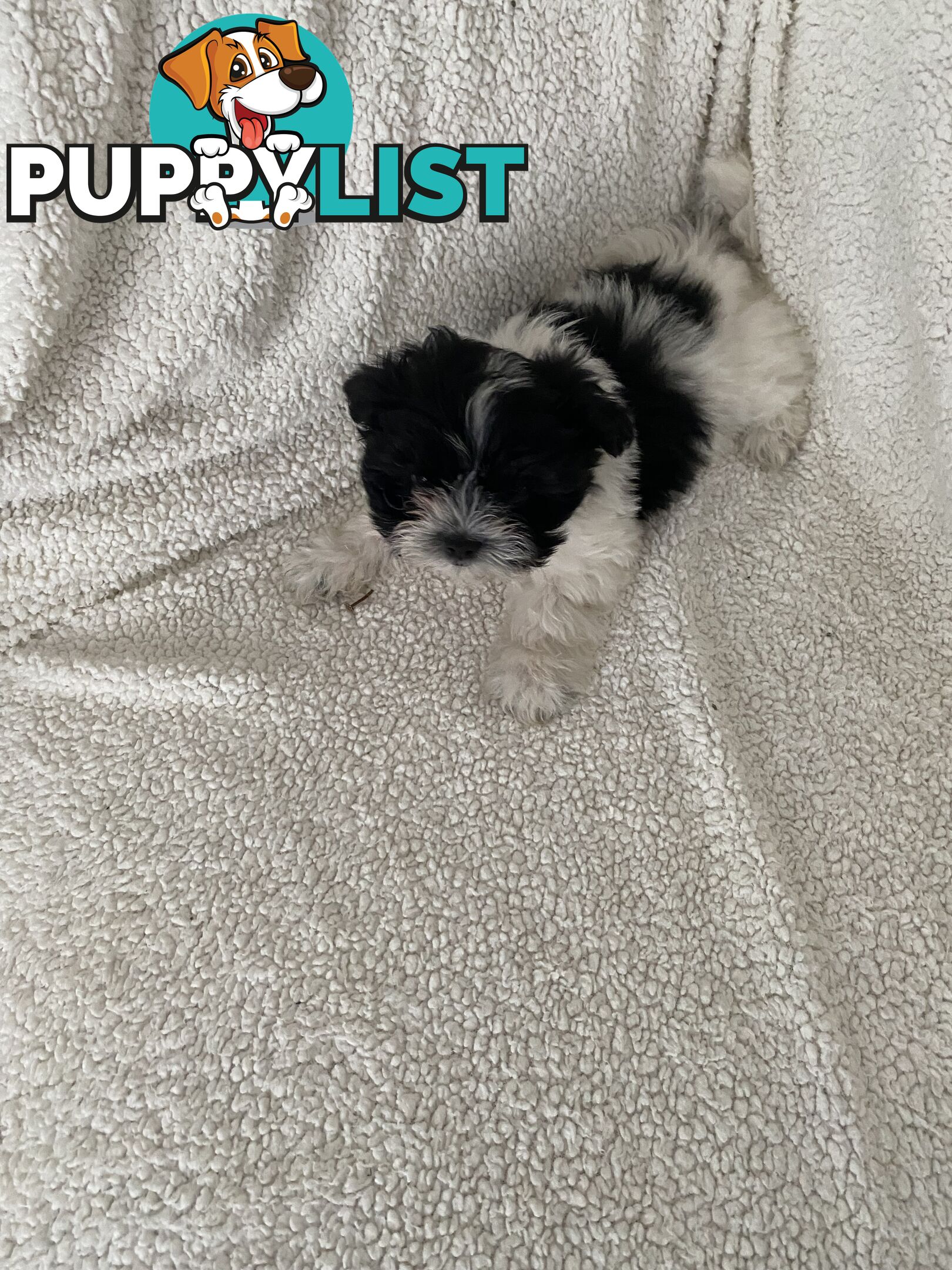 Maltese Shihtzu